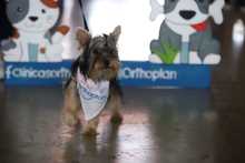 S&eacute;ptima versi&oacute;n de la Animalt&oacute;n