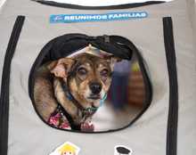 S&eacute;ptima versi&oacute;n de la Animalt&oacute;n