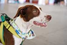 S&eacute;ptima versi&oacute;n de la Animalt&oacute;n