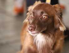 S&eacute;ptima versi&oacute;n de la Animalt&oacute;n