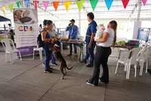 S&eacute;ptima versi&oacute;n de la Animalt&oacute;n