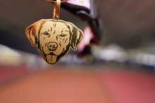 S&eacute;ptima versi&oacute;n de la Animalt&oacute;n