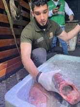 Contin&uacute;an operativos de vigilancia y control al tr&aacute;fico y transporte de madera