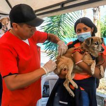 Animales del barrio El Piloto recibieron atenci&oacute;n en su espacio