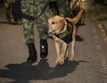 Fuerzas militares engalanar&aacute;n el norte de Cali, este 20 de julio 
