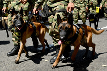 En Cali march&oacute; la soberan&iacute;a nacional, este 20 de julio 