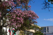 Inici&oacute; uno de los espect&aacute;culos naturales que m&aacute;s disfrutan cale&ntilde;os y cale&ntilde;as