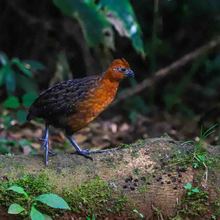 Pap&aacute; Noel y Las Ni&ntilde;as, viven en un bosque de encanto a las afueras de Cali 