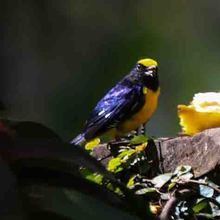 Pap&aacute; Noel y Las Ni&ntilde;as, viven en un bosque de encanto a las afueras de Cali 