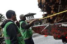 Cali extrema medidas para la protecci&oacute;n de flora en peligro de extinci&oacute;n