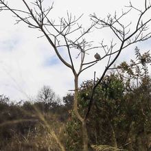 Dagma mitig&oacute; riesgo de nuevo incendio en el cerro de Las Tres Cruces