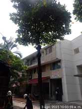 El Dagma realiza mantenimiento preventivo en &aacute;rboles de la Avenida Sexta