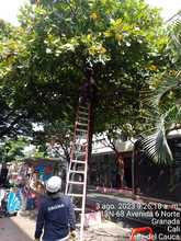 El Dagma realiza mantenimiento preventivo en &aacute;rboles de la Avenida Sexta