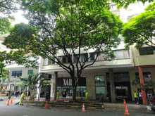 El Dagma realiza mantenimiento preventivo en &aacute;rboles de la Avenida Sexta