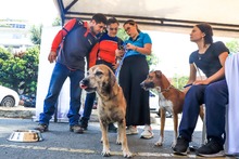 Cale&ntilde;os siguen adoptando a los seres sintientes m&aacute;s vulnerables