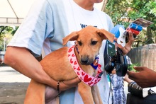 Cale&ntilde;os siguen adoptando a los seres sintientes m&aacute;s vulnerables