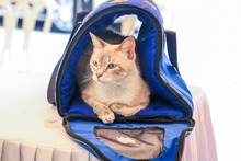 Cale&ntilde;os siguen adoptando a los seres sintientes m&aacute;s vulnerables