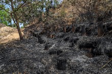 Incendio en ecoparque del cerro La Bandera acab&oacute; con unas 20 hect&aacute;reas de vegetaci&oacute;n