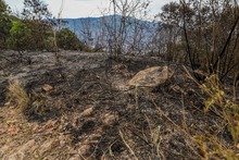 Incendio en ecoparque del cerro La Bandera acab&oacute; con unas 20 hect&aacute;reas de vegetaci&oacute;n
