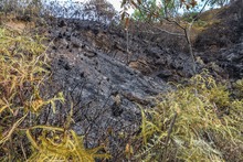 Incendio en ecoparque del cerro La Bandera acab&oacute; con unas 20 hect&aacute;reas de vegetaci&oacute;n