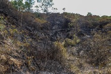 Incendio en ecoparque del cerro La Bandera acab&oacute; con unas 20 hect&aacute;reas de vegetaci&oacute;n