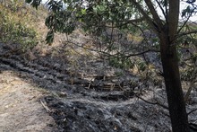 Incendio en ecoparque del cerro La Bandera acab&oacute; con unas 20 hect&aacute;reas de vegetaci&oacute;n