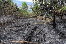 Incendio en ecoparque del cerro La Bandera acab&oacute; con unas 20 hect&aacute;reas de vegetaci&oacute;n