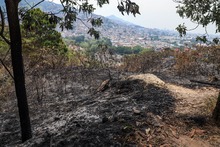Incendio en ecoparque del cerro La Bandera acab&oacute; con unas 20 hect&aacute;reas de vegetaci&oacute;n