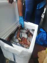 Dagma hace pedagog&iacute;a y ejerce autoridad para que en el &lsquo;Petronio&rsquo; no se comercialicen especies de fauna silvestre