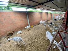 Unidad de Protecci&oacute;n Animal atendi&oacute; caso de animales en estado de desnutrici&oacute;n