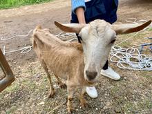 Unidad de Protecci&oacute;n Animal atendi&oacute; caso de animales en estado de desnutrici&oacute;n