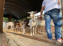 Unidad de Protecci&oacute;n Animal atendi&oacute; caso de animales en estado de desnutrici&oacute;n