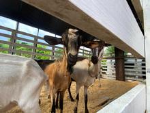 Unidad de Protecci&oacute;n Animal atendi&oacute; caso de animales en estado de desnutrici&oacute;n