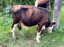 Unidad de Protecci&oacute;n Animal atendi&oacute; caso de animales en estado de desnutrici&oacute;n