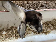 Unidad de Protecci&oacute;n Animal atendi&oacute; caso de animales en estado de desnutrici&oacute;n