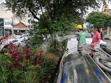 Avanza el mantenimiento de jardines en Cali