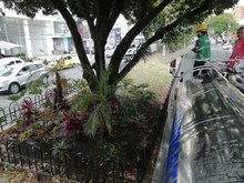 Avanza el mantenimiento de jardines en Cali