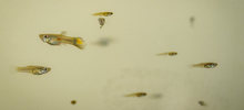 Los guppies, peces que ayudan a combatir el dengue