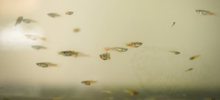 Los guppies, peces que ayudan a combatir el dengue