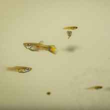 Los guppies, peces que ayudan a combatir el dengue