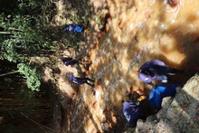 Comenz&oacute; liberaci&oacute;n de residuos en 45 quebradas y cinco r&iacute;os de Cali