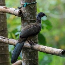 Bichacueth Yath, todo un santuario de arte y naturaleza en Cali