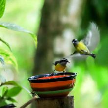 Bichacueth Yath, todo un santuario de arte y naturaleza en Cali