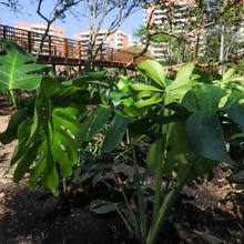 Avanza la renaturalizaci&oacute;n del &lsquo;Proyecto Integral Cristo Rey&rsquo;