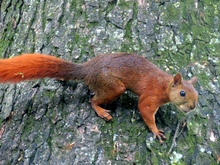 La ardilla com&uacute;n: tesoro natural en los bosques urbanos de Cali