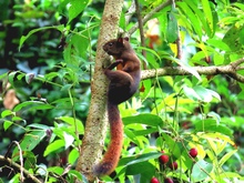 La ardilla com&uacute;n: tesoro natural en los bosques urbanos de Cali