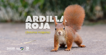 La ardilla com&uacute;n: tesoro natural en los bosques urbanos de Cali