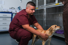 Futuros m&eacute;dicos veterinarios realizan pr&aacute;cticas profesionales en el Centro de Bienestar Animal de Cali