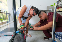 Futuros m&eacute;dicos veterinarios realizan pr&aacute;cticas profesionales en el Centro de Bienestar Animal de Cali