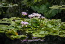 Jard&iacute;n Bot&aacute;nico de Cali, un nuevo atractivo natural en la &lsquo;sucursal del cielo&rsquo; 